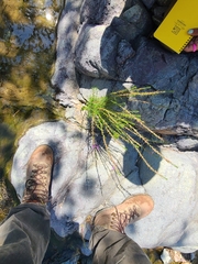 Lythrum californicum