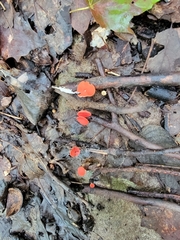 Sarcoscypha occidentalis