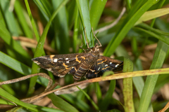 Diathrausta