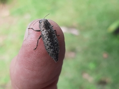 Dicerca lurida