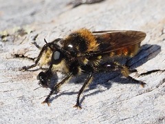 Laphria fernaldi