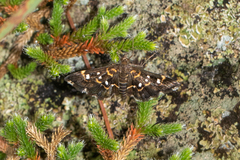 Diathrausta