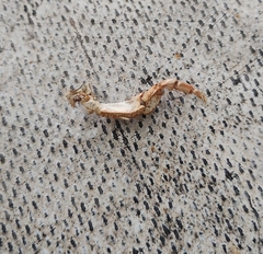 Austropotamobius torrentium