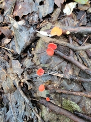 Sarcoscypha occidentalis