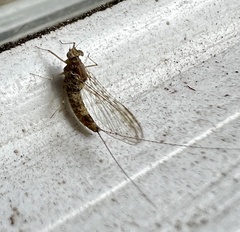 Callibaetis