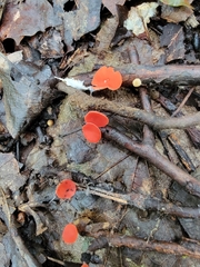 Sarcoscypha occidentalis