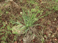 Yucca glauca