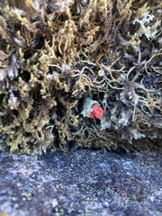 Cladonia