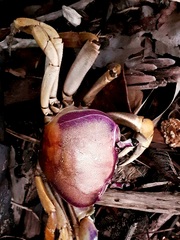 Cardisoma guanhumi