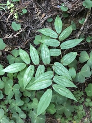 Prosartes hookeri