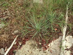 Yucca glauca