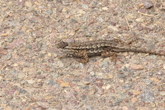 Sceloporus occidentalis longipes
