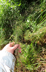 Agrostis perennans