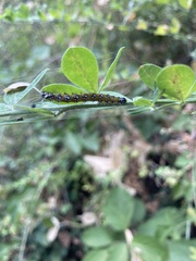 Uresiphita reversalis