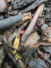 Sarcoscypha occidentalis