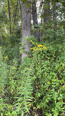 Solidago odora