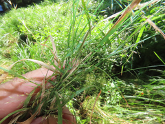 Agrostis perennans