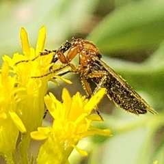 Dilophus