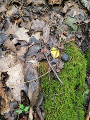 Sarcoscypha occidentalis