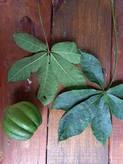 Jacaratia dolichaula