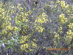 Acacia acinacea