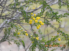 Acacia acinacea