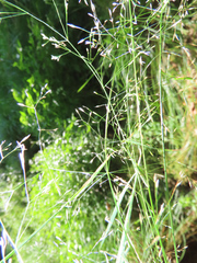 Agrostis perennans