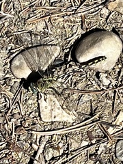 Ophiogomphus severus