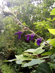 Salvia mexicana