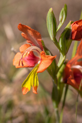 Gladiolus alatus