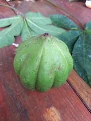 Jacaratia dolichaula