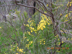 Acacia acinacea