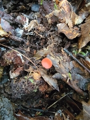 Sarcoscypha occidentalis