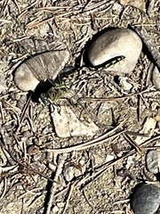 Ophiogomphus severus