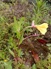 Oenothera pubescens