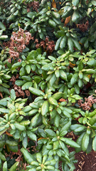 Rhododendron × hybridum