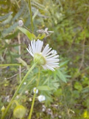 Erigeron