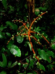 Arecoideae