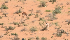 Gazella arabica