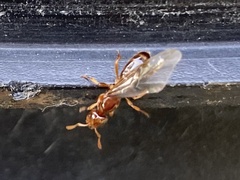 Lasius claviger