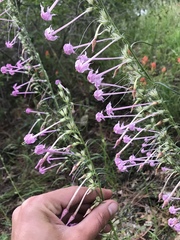 Ipomopsis macrosiphon