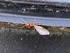 Lasius claviger