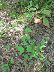 Symphyotrichum anomalum