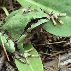 Hyla wrightorum
