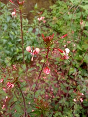 Lopezia racemosa