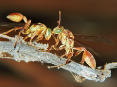 Mischocyttarus angulatus