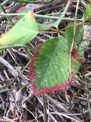 Toxicodendron rydbergii