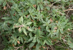 Oenothera stricta