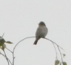Muscicapa striata