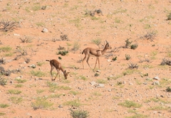 Gazella arabica